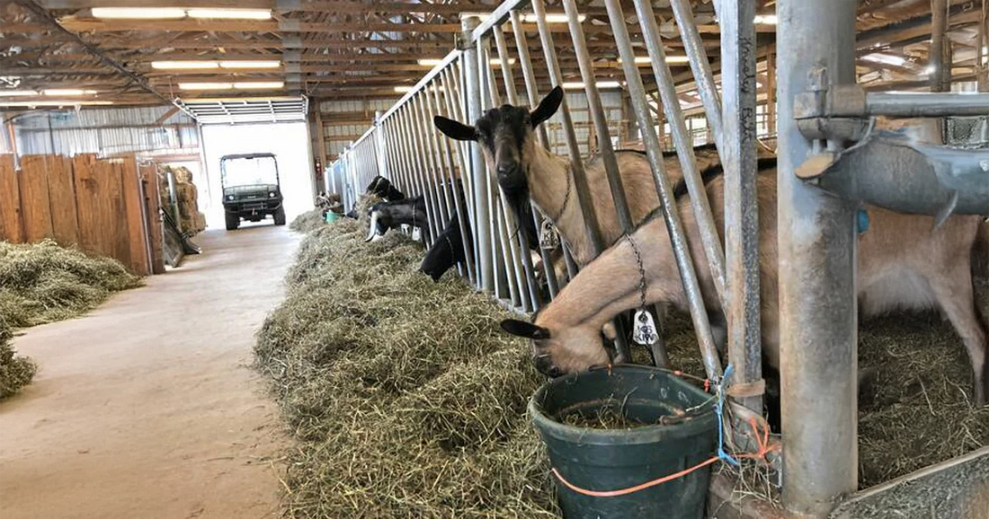 Indiana Township farm's goat cheese wins top spot at World Cheese Championships in Wisconsin