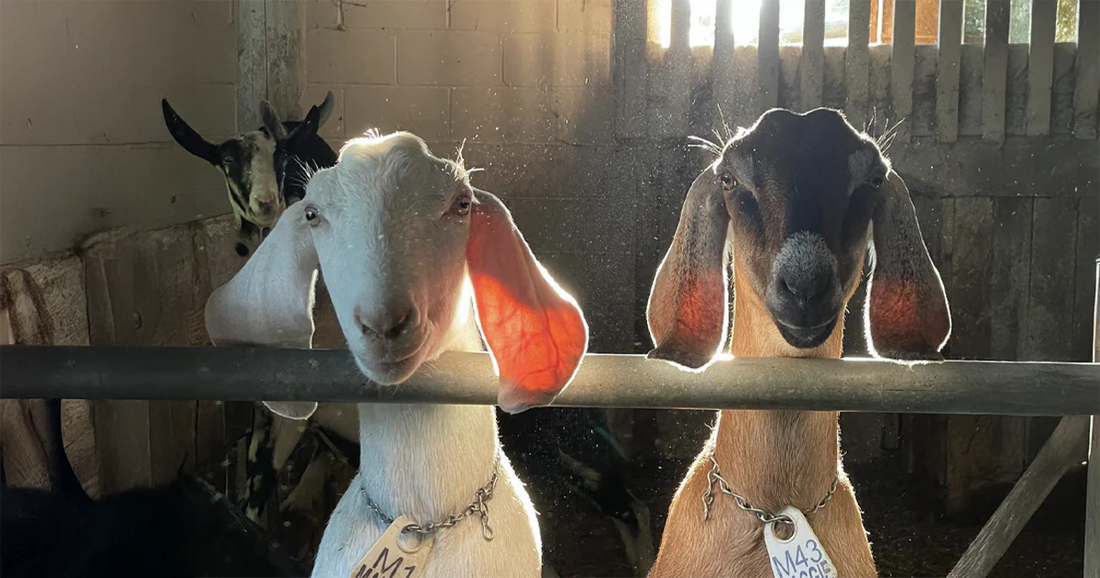 Goat Rodeo Farm & Dairy Brings Home Gold in 2022 World Championship Cheese Contest