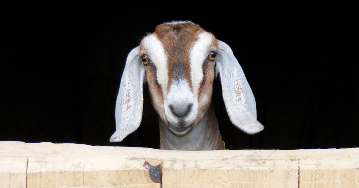 goats-for-sale-washington