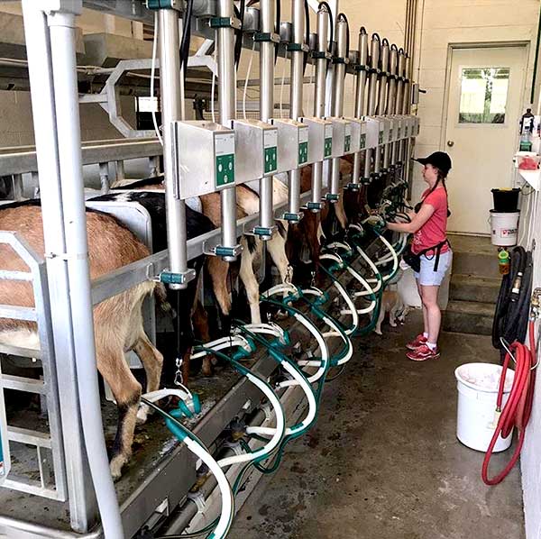 Goats in milking machine